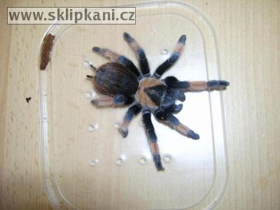 Brachypelma_emilia