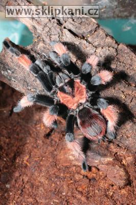 Brachypelma-emilia