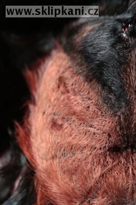 Brachypelma-emilia