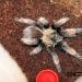 Brachypelma emilia