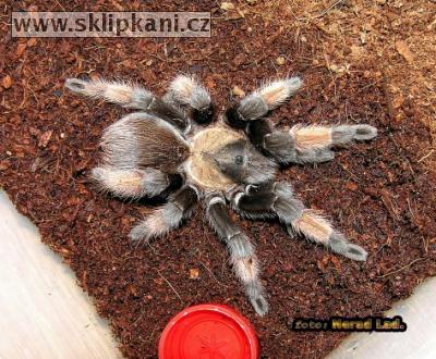 Brachypelma_emilia