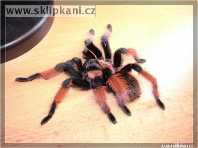 Brachypelma-emilia