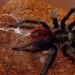 Brachypelma epicureanum