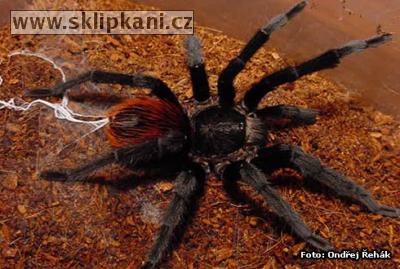 Brachypelma_epicureanum