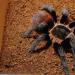 Brachypelma epicureanum