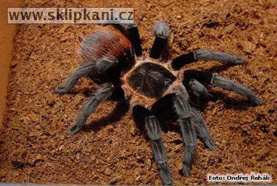 Brachypelma-epicureanum