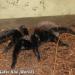 Brachypelma epicureanum