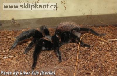 Brachypelma_epicureanum