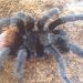 Brachypelma epicureanum