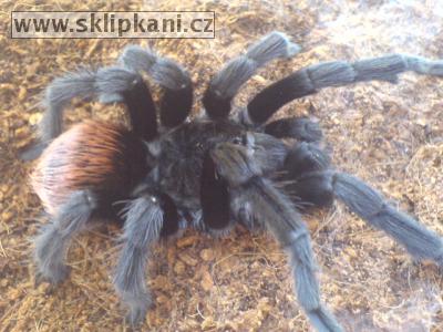 Brachypelma_epicureanum