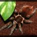 Brachypelma epicureanum