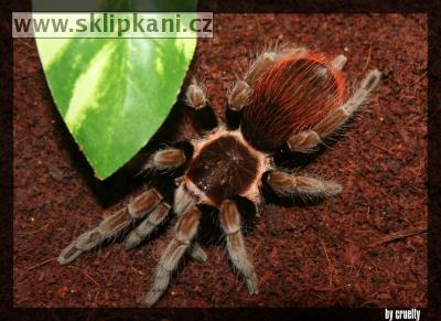 Brachypelma-epicureanum