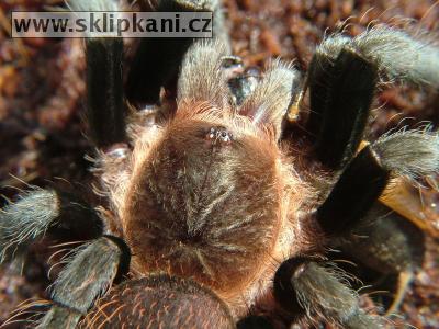 Brachypelma-epicureanum