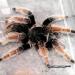 Brachypelma klaasi