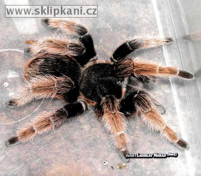 Brachypelma_klaasi