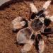 Brachypelma klaasi