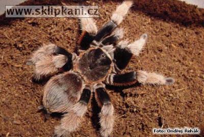 Brachypelma_klaasi