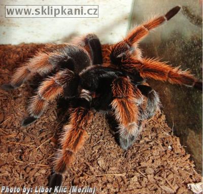 Brachypelma-klaasi