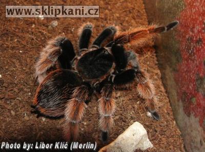 Brachypelma-klaasi