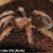 Brachypelma klaasi