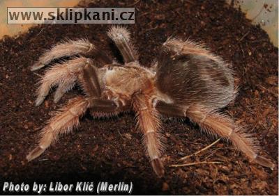 Brachypelma-klaasi