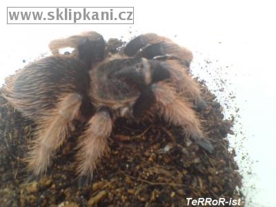 Brachypelma_klaasi