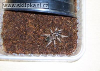 Brachypelma-klaasi