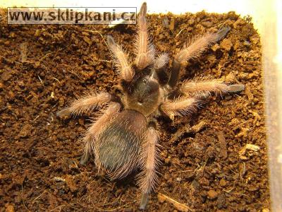 Brachypelma-klaasi