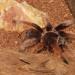 Brachypelma klaasi