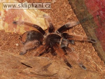 Brachypelma_klaasi