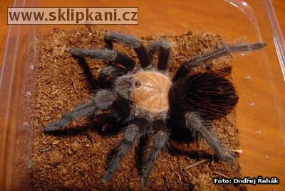 Brachypelma-ruhnaui