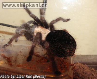 Brachypelma_ruhnaui