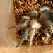 Brachypelma ruhnaui