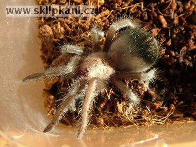 Brachypelma-ruhnaui