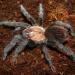 Brachypelma ruhnaui