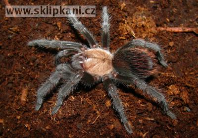 Brachypelma-ruhnaui