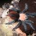 Brachypelma ruhnaui