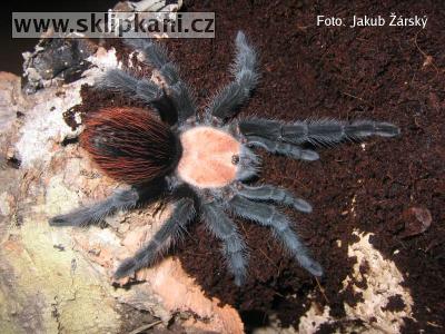 Brachypelma_ruhnaui