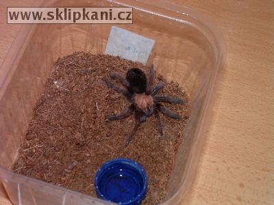 Brachypelma_ruhnaui