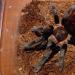 Brachypelma sabulosum