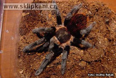 Brachypelma-sabulosum