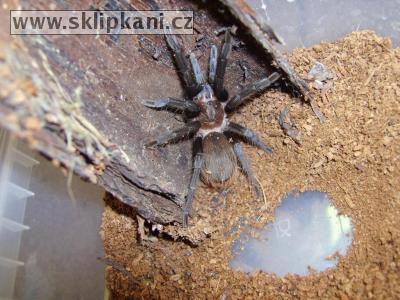 Brachypelma_sabulosum