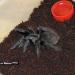 Brachypelma sabulosum