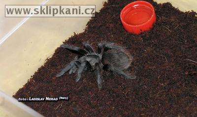 Brachypelma-sabulosum