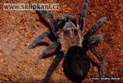 Brachypelma-schroederi