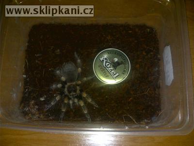 Brachypelma_smithi