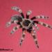 Brachypelma smithi