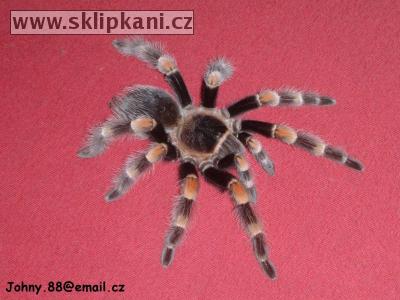 Brachypelma-smithi