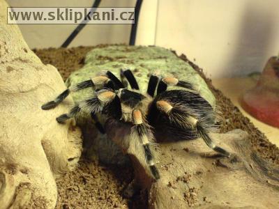 Brachypelma_smithi