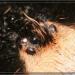 Brachypelma smithi